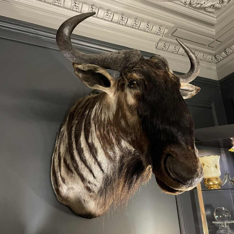 Blue Wildebeest " Connochaetes taurinus " Hunting Trophy Head in cape, Taxidermy
