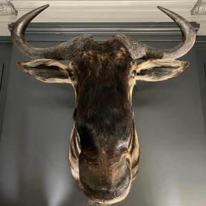Blauwe Gnoe " Connochaetes taurinus " Jachttrofee Kop in mantel, Taxidermie