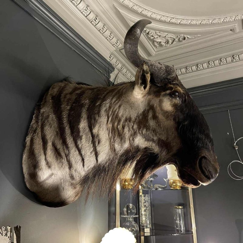 Blauwe Gnoe " Connochaetes taurinus " Jachttrofee Kop in mantel, Taxidermie