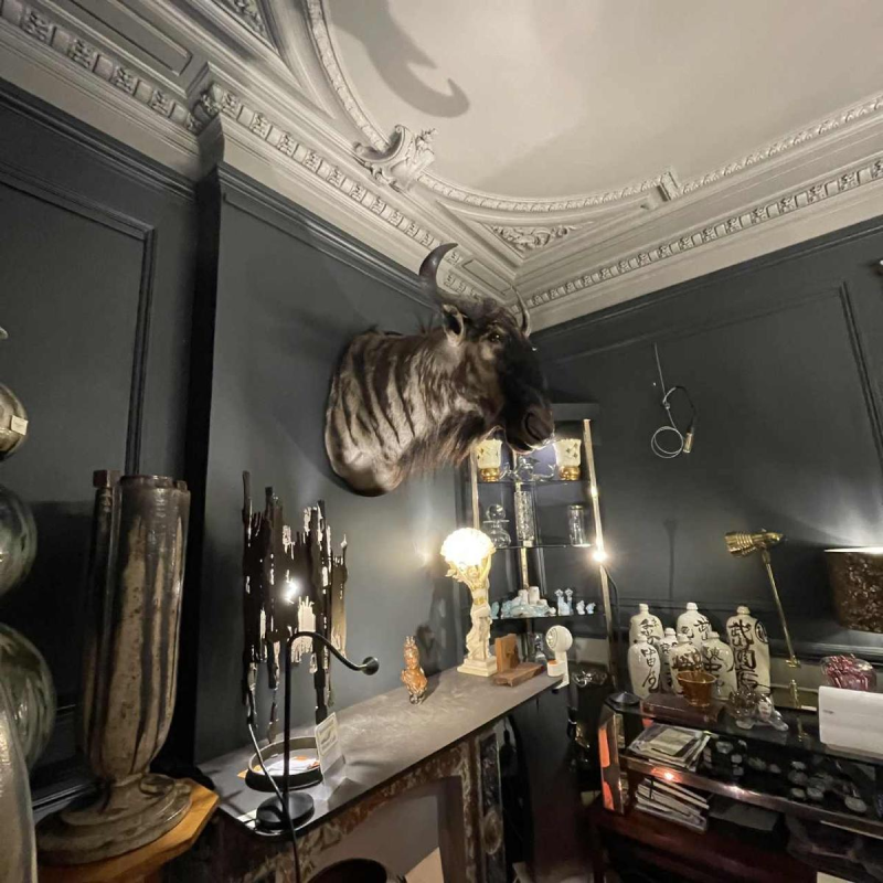 Gnou Bleu " Connochaetes taurinus " TropheÂ´e de Chasse Te^te en cape, Taxidermie