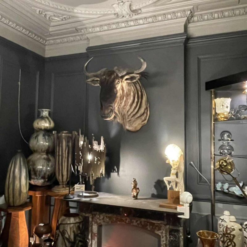 Gnou Bleu " Connochaetes taurinus " TropheÂ´e de Chasse Te^te en cape, Taxidermie