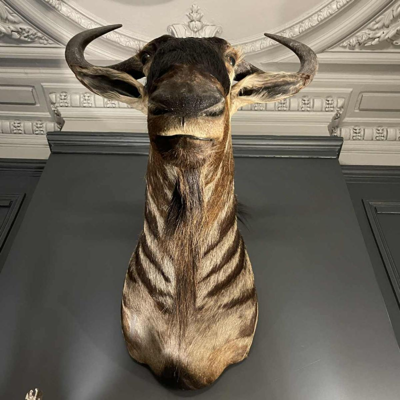 Blauwe Gnoe " Connochaetes taurinus " Jachttrofee Kop in mantel, Taxidermie