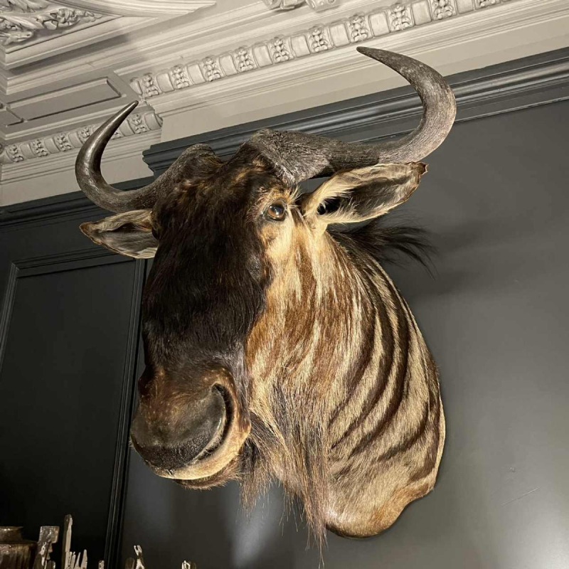 Gnou Bleu " Connochaetes taurinus " TropheÂ´e de Chasse Te^te en cape, Taxidermie