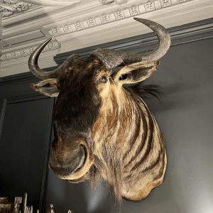 Blauwe Gnoe " Connochaetes taurinus " Jachttrofee Kop in mantel, Taxidermie