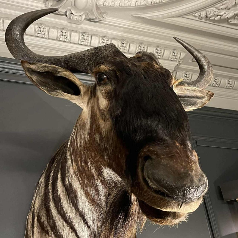 Blauwe Gnoe " Connochaetes taurinus " Jachttrofee Kop in mantel, Taxidermie