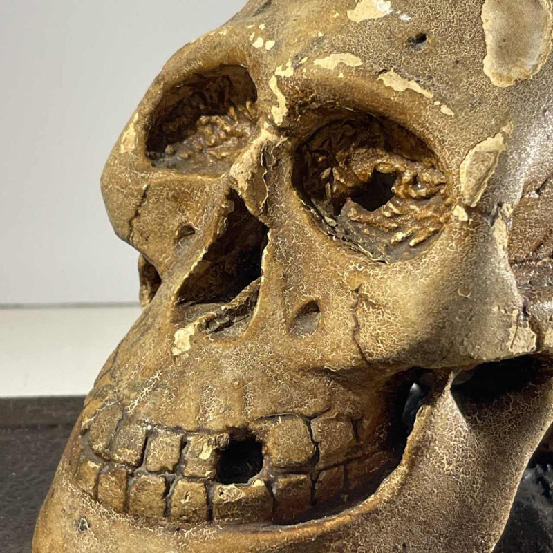 “Statutum est hominibus semel mori“ objet de curiosité - vanité, sculpture en plâtre patiné, ca 1900