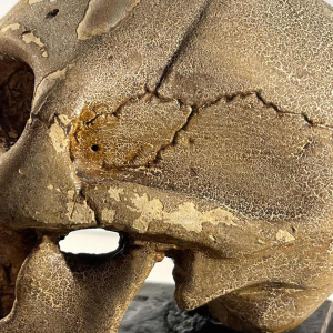 “Statutum est hominibus semel mori” curiositeitsobject - ijdelheid, gepatineerd gipsen sculptuur, ca 1900