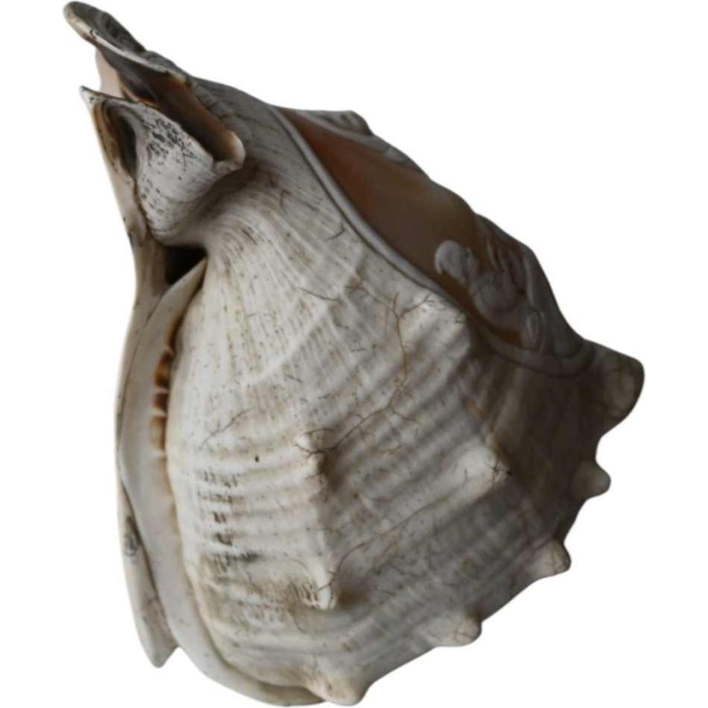 Schelp met in reliëf gesneden camee, 19e eeuw