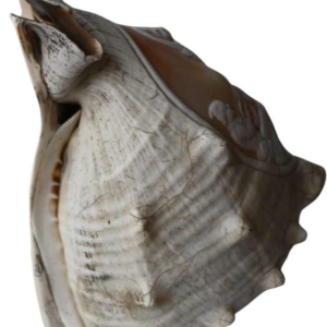 Shell with cameo carved in relief, 19th century
