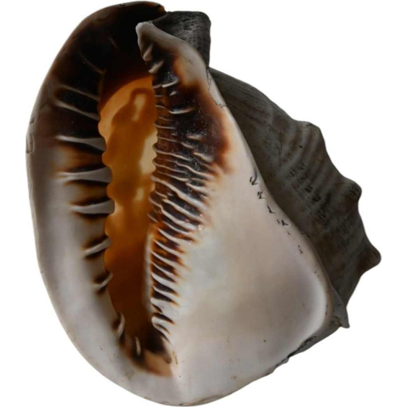 Coquillage avec camée sculpté en relief, 19éme siécle