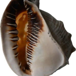 Coquillage avec camée sculpté en relief, 19éme siécle