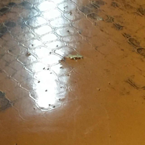 Fauteuil vintage à suspension sur ressorts , Skaï Serpent, circa 1950