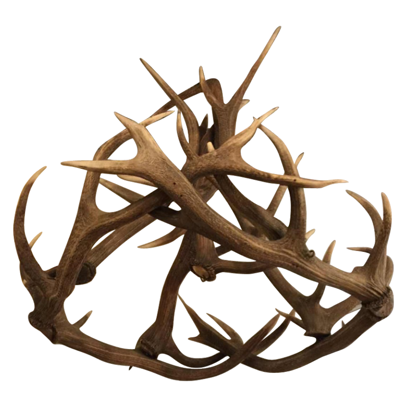Grand lustre " Massacre ", véritables bois de cerfs 90 cm, curiosité circa 1950