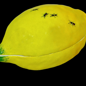 Didier GARDILLOU, boite en forme de citron ornée de fourmis - trompe l'oeil en porcelaine