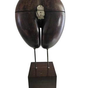 Coco Fesse / of the seas (Lodoicea maldivica) box mounted on base