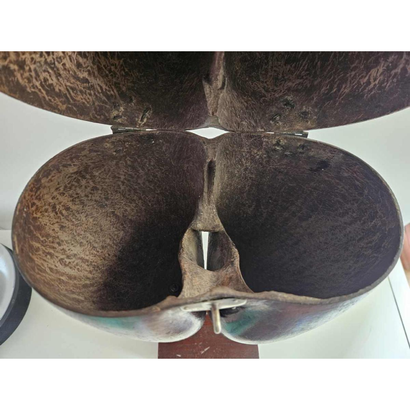 Coco Fesse / van de zeeën (Lodoicea maldivica) doos gemonteerd op sokkel