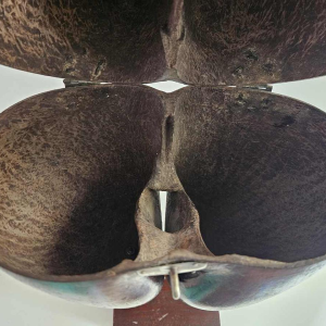 Coco Fesse / des mers (Lodoicea maldivica) "boîte" montée sur socle