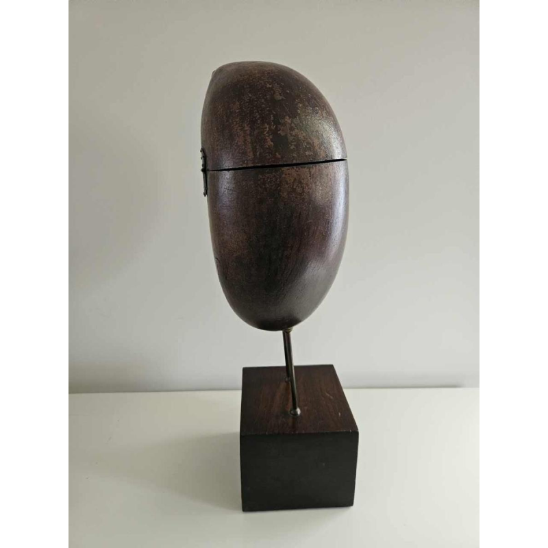 Coco Fesse / des mers (Lodoicea maldivica) "boîte" montée sur socle