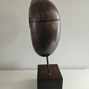 Coco Fesse / des mers (Lodoicea maldivica) "boîte" montée sur socle