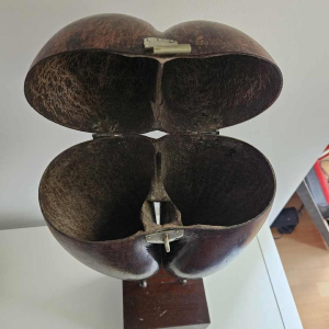 Coco Fesse / of the seas (Lodoicea maldivica) box mounted on base