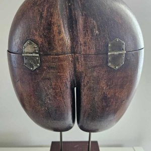 Coco Fesse / of the seas (Lodoicea maldivica) box mounted on base