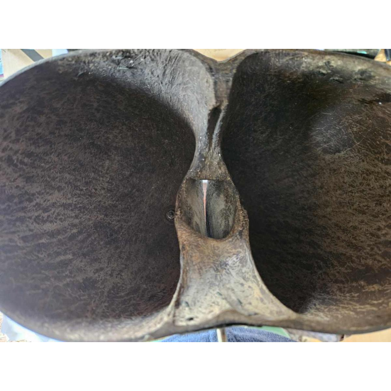 Coco Fesse / des mers (Lodoicea maldivica) "boîte" montée sur socle