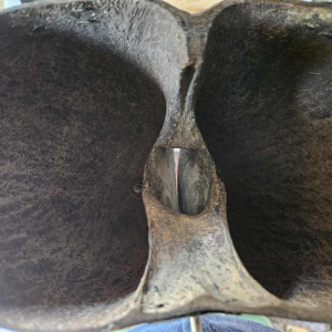 Coco Fesse / des mers (Lodoicea maldivica) "boîte" montée sur socle