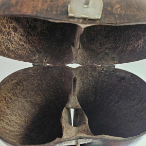 Coco Fesse / des mers (Lodoicea maldivica) "boîte" montée sur socle