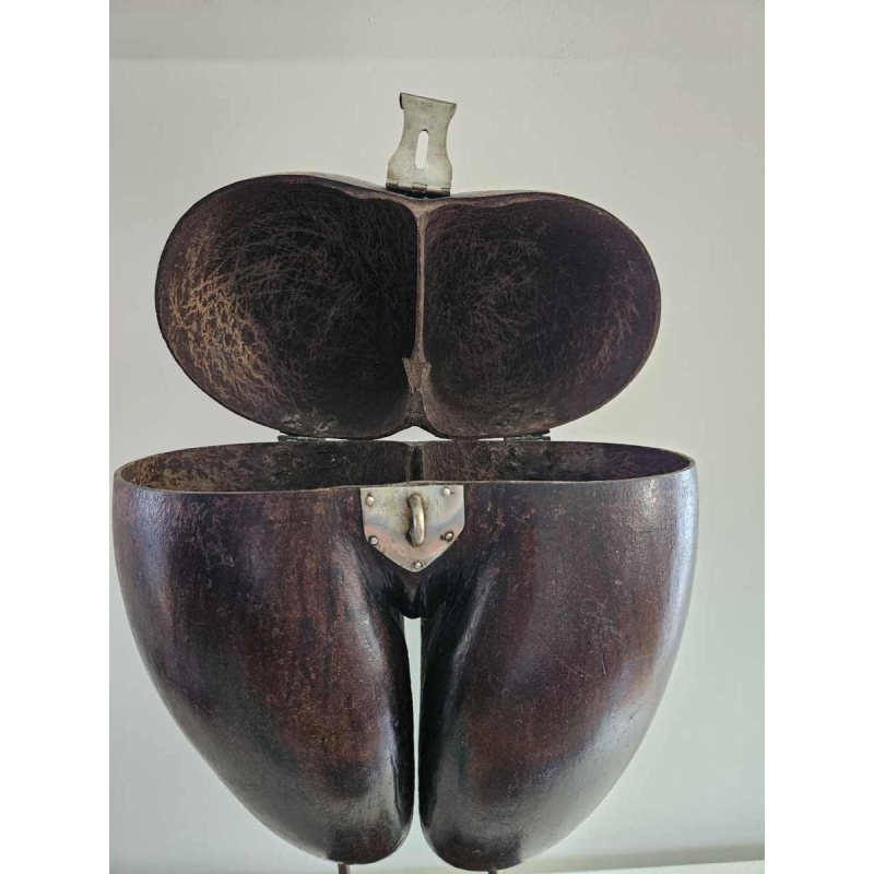 Coco Fesse / des mers (Lodoicea maldivica) "boîte" montée sur socle