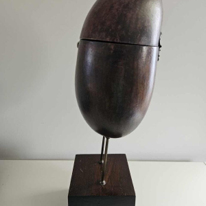 Coco Fesse / des mers (Lodoicea maldivica) "boîte" montée sur socle