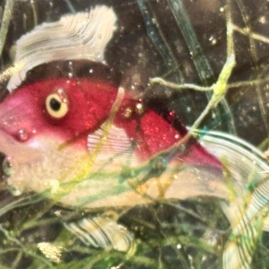 MURANO, aquarium en verre, Italie Venise vers 1960