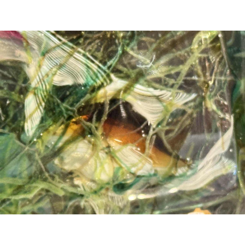 MURANO, aquarium en verre, Italie Venise vers 1960