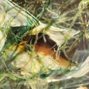 MURANO, aquarium en verre, Italie Venise vers 1960