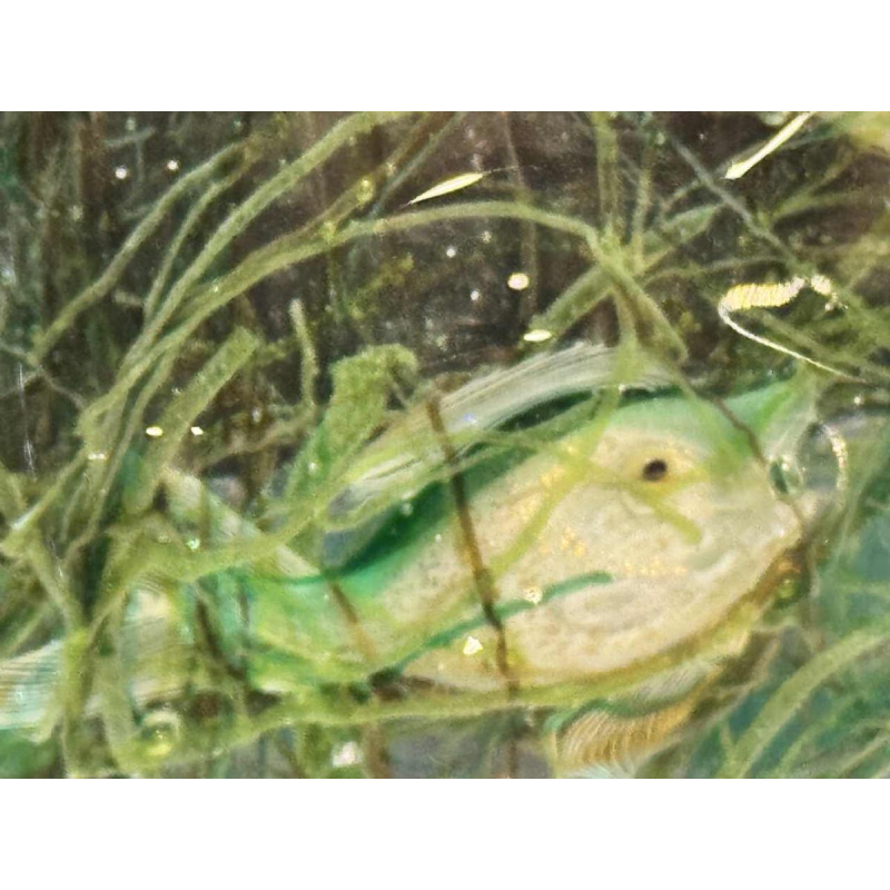 Aquarium glass by MURANO - Venice - Italy circa 1960.