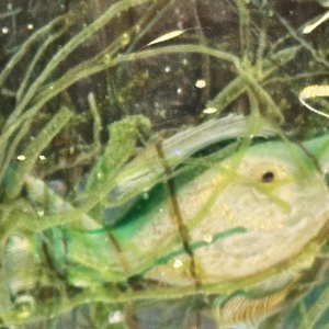 MURANO, aquarium en verre, Italie Venise vers 1960