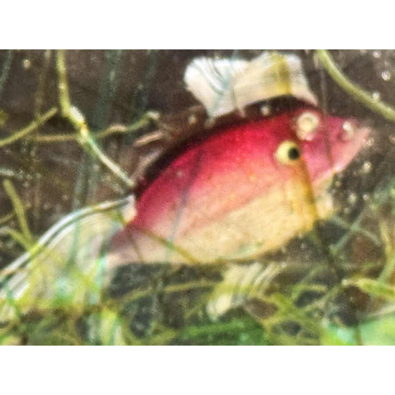 MURANO, aquarium en verre, Italie Venise vers 1960
