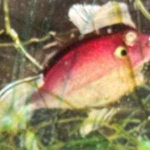 MURANO glazen aquarium - Venetië - Italië circa 1960.