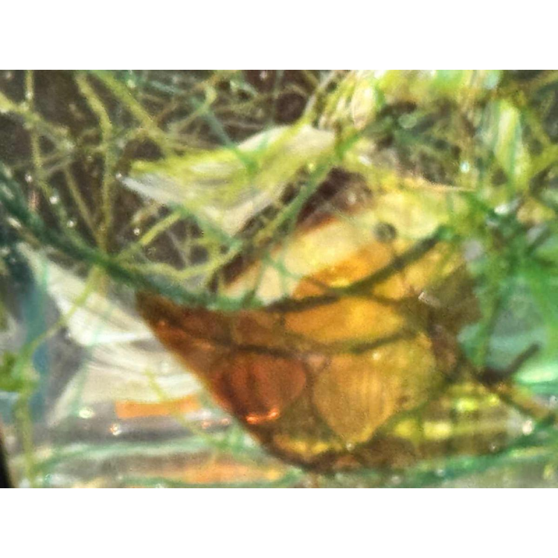 Aquarium glass by MURANO - Venice - Italy circa 1960.