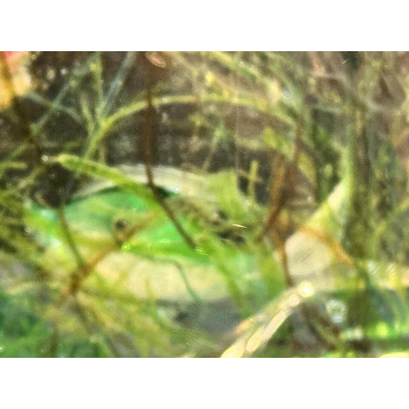 MURANO glazen aquarium - Venetië - Italië circa 1960.