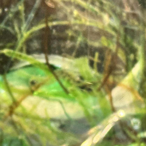 MURANO glazen aquarium - Venetië - Italië circa 1960.