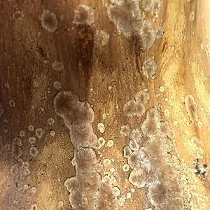 ROGER GUERIN, vase 'coloquinte' Art Nouveau brun à trois hanses, grès salé grand feu, Bouffioulx ca 1920