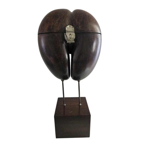 Coco Fesse / des mers (Lodoicea maldivica) "boîte" montée sur socle