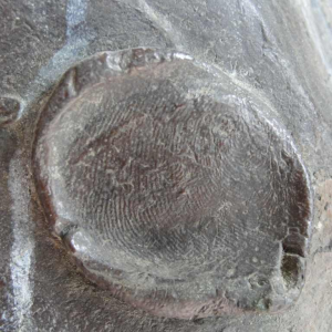 Buste van de beroemde advocaat Jules Destrée