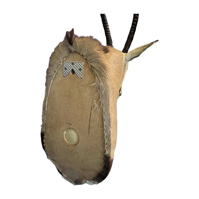 Oryx (138cm) antilope / gazelle jachttrofee, cape hoofd, taxidermie