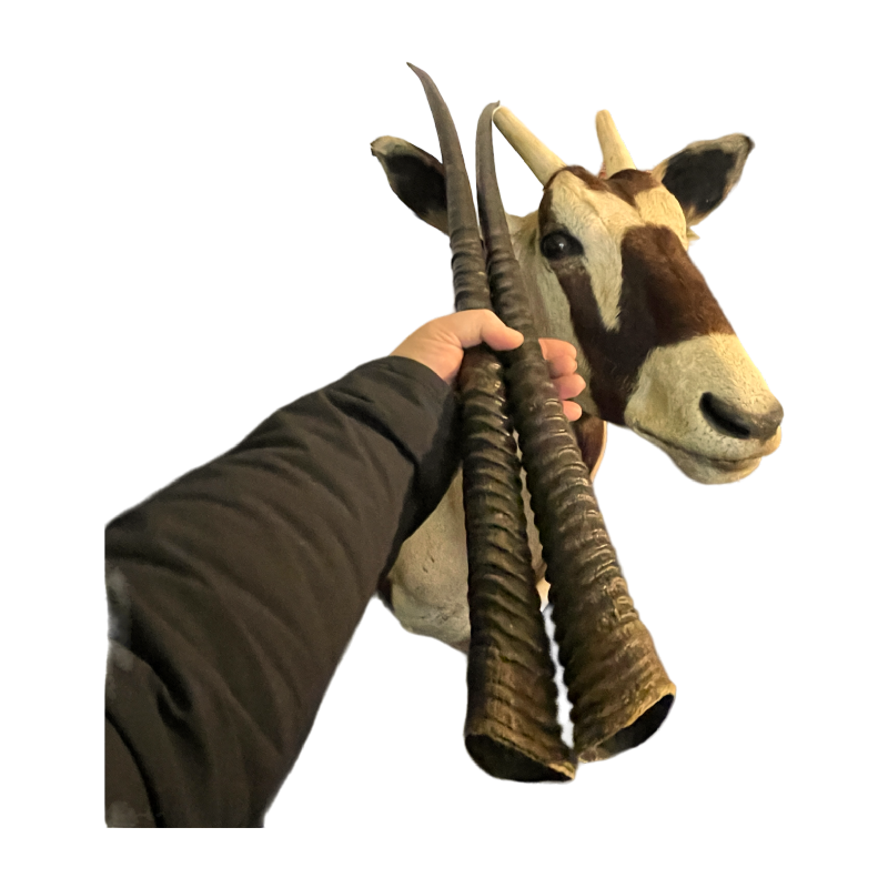 Oryx (138cm) trophe´e de chasse d'antilope / gazelle, te^te en cape, taxidermie
