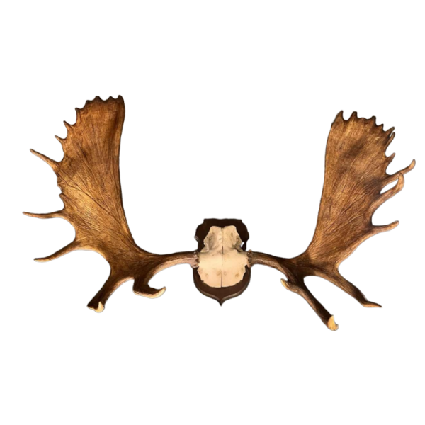 Bois d'élan "Alces", grand trophée de chasse (160 cm)