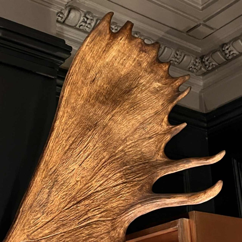 Bois d'élan "Alces", grand trophée de chasse (160 cm)