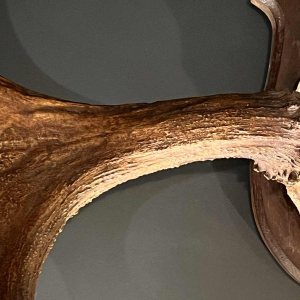 "Alces elandgewei, grote jachttrofee (160 cm)