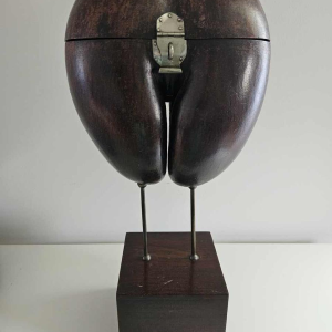 Coco Fesse / des mers (Lodoicea maldivica) "boîte" montée sur socle