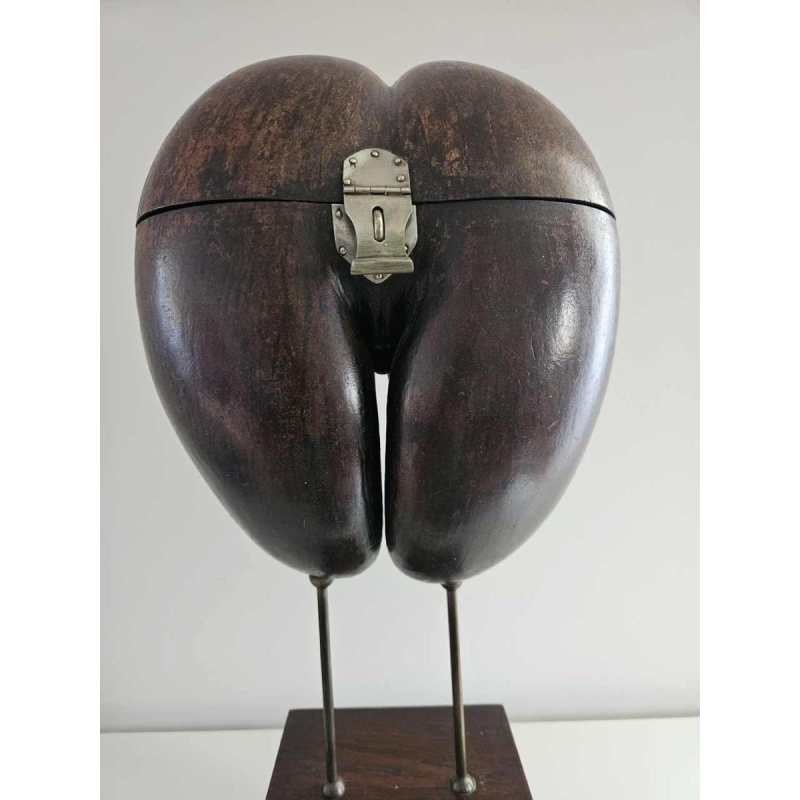 Coco Fesse / of the seas (Lodoicea maldivica) box mounted on base